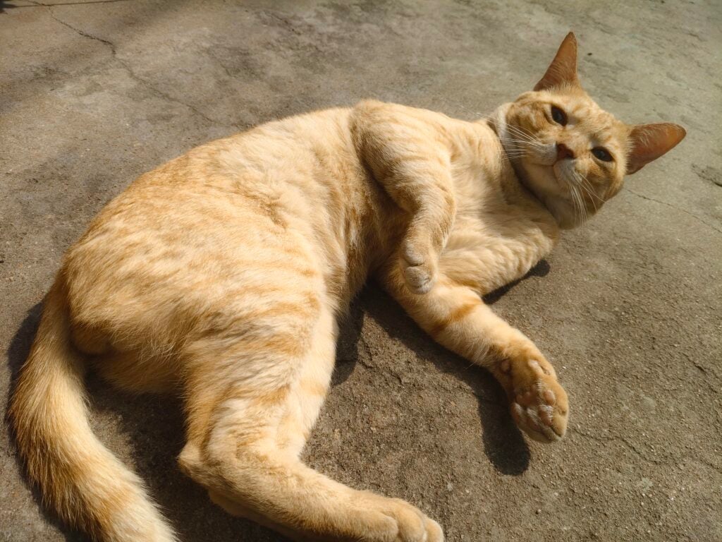Adoption request
