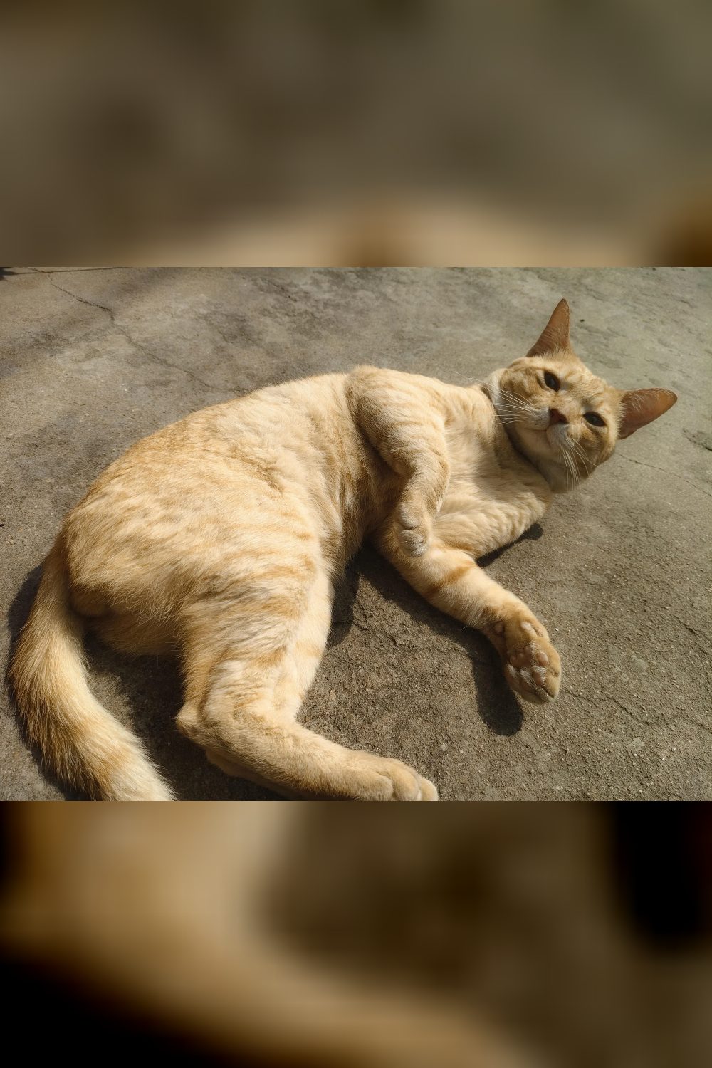 Male cat for adoption — Chennai