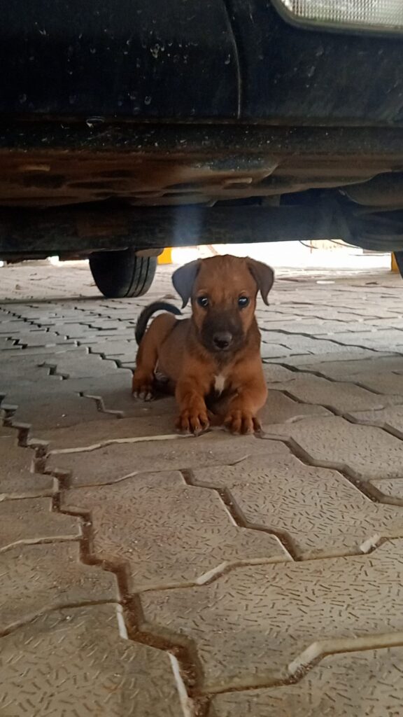 6 adorable abandoned puppies in Sarjapur, Bangalore need loving homes