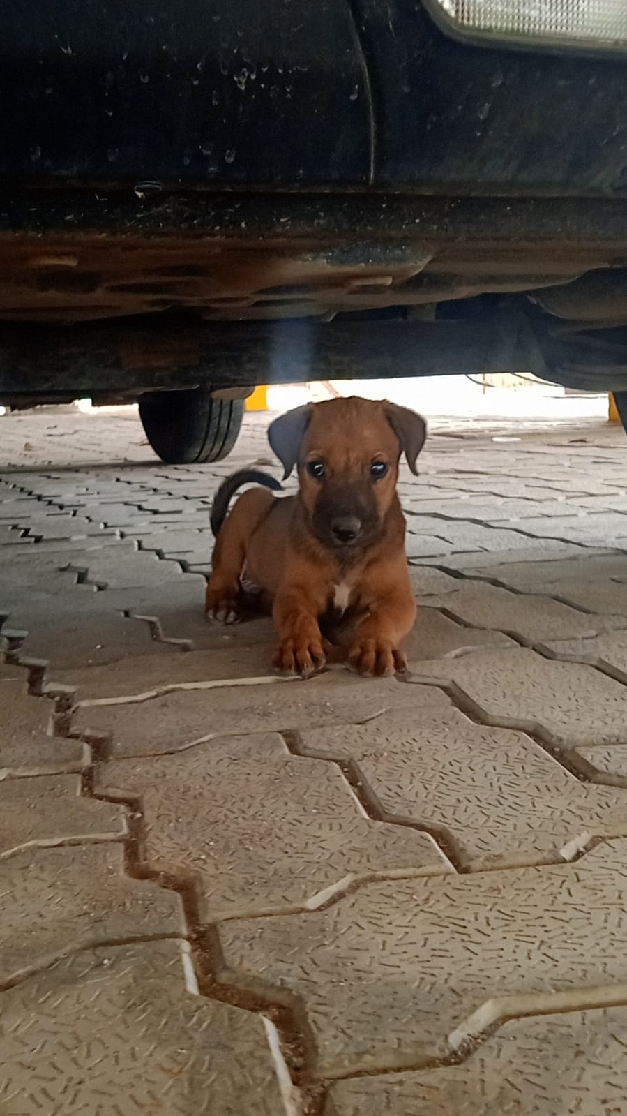 6 adorable abandoned puppies in Sarjapur, Bangalore need loving homes