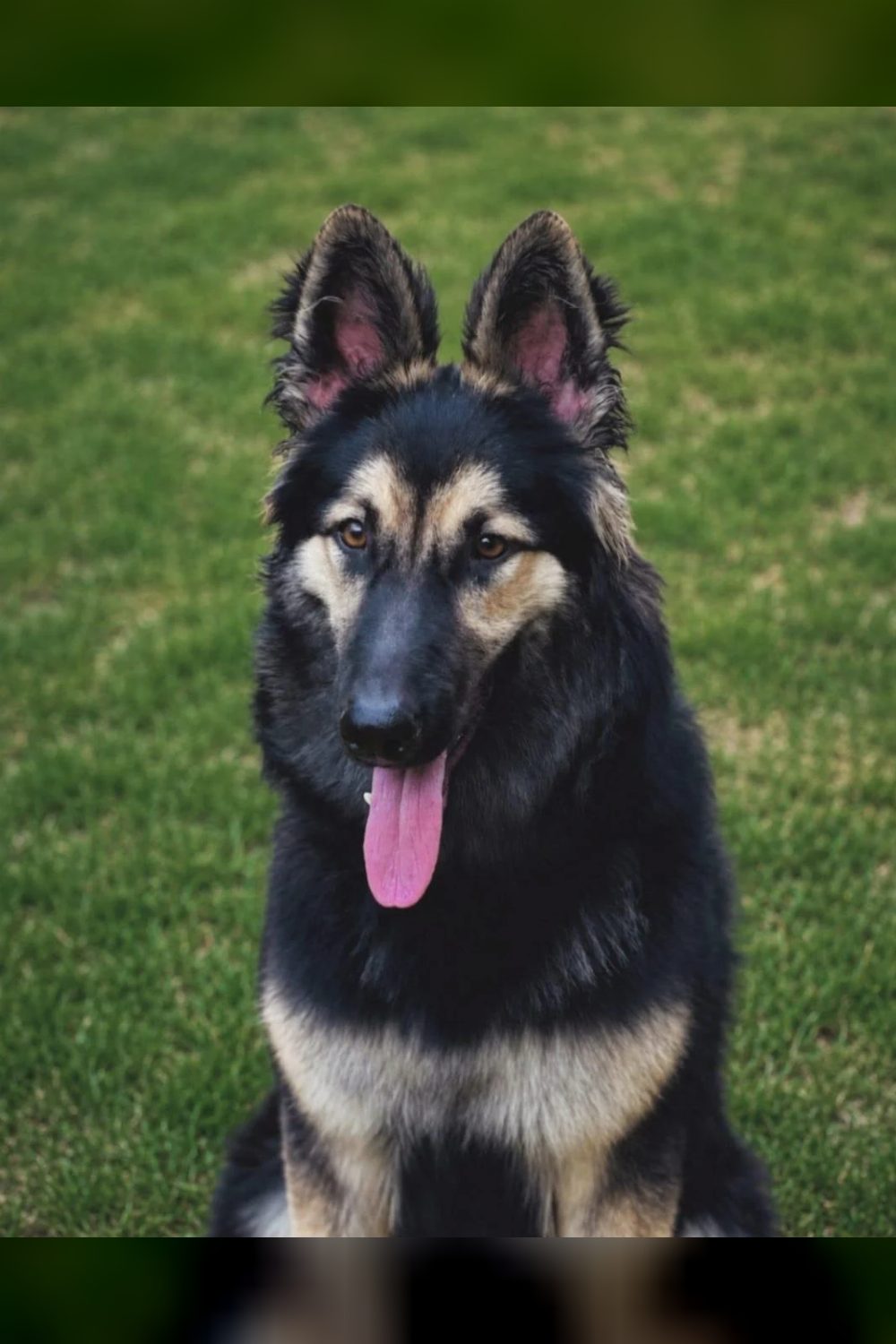 Roxy, a 7-Month-Old Long-Coat German Shepherd, Still Needs a Home — Delhi NCR