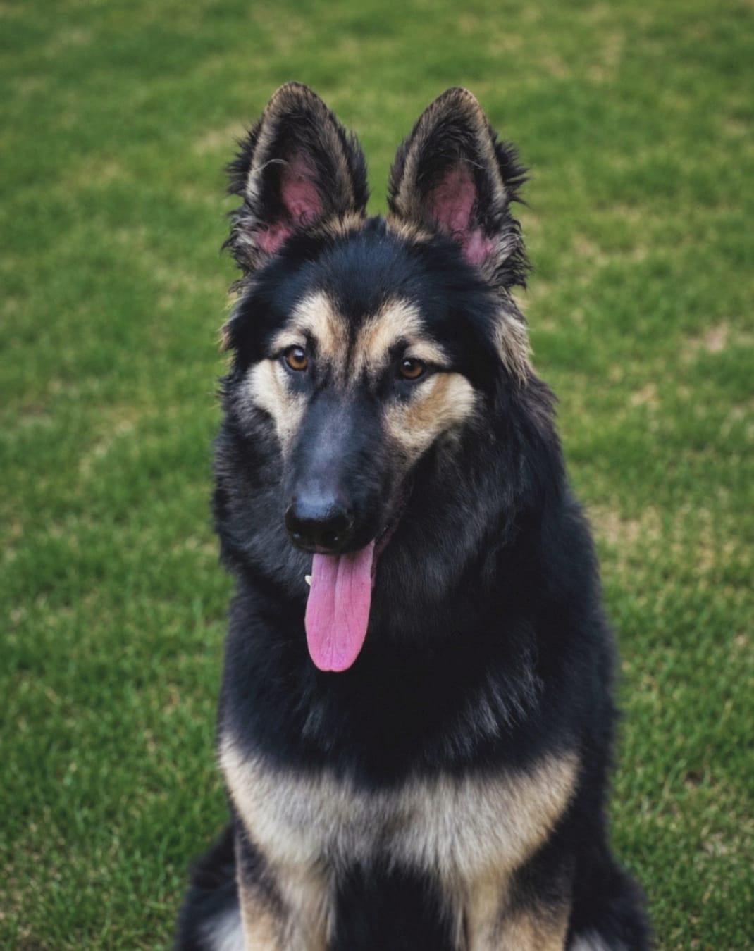 Delhi adoption request