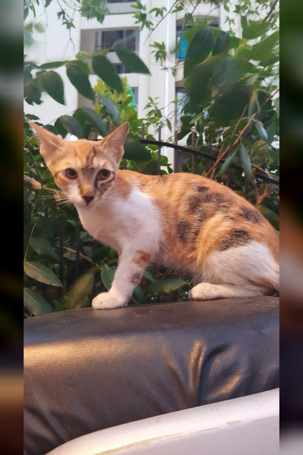 Reappeal-Calico kitten — Mumbai