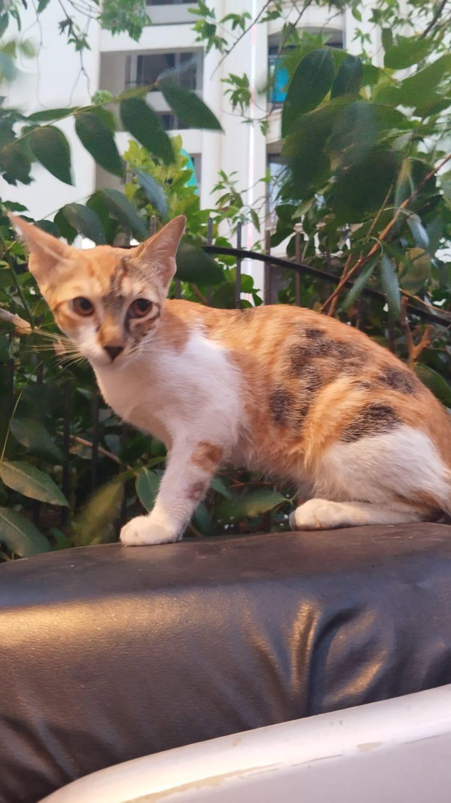 Reappeal-Calico kitten-Mumbai