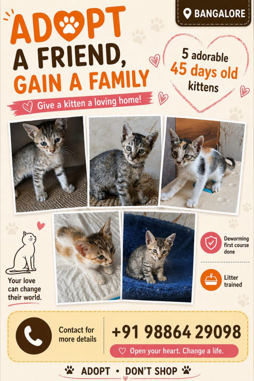 Urgent kitten adoption — Bengaluru!