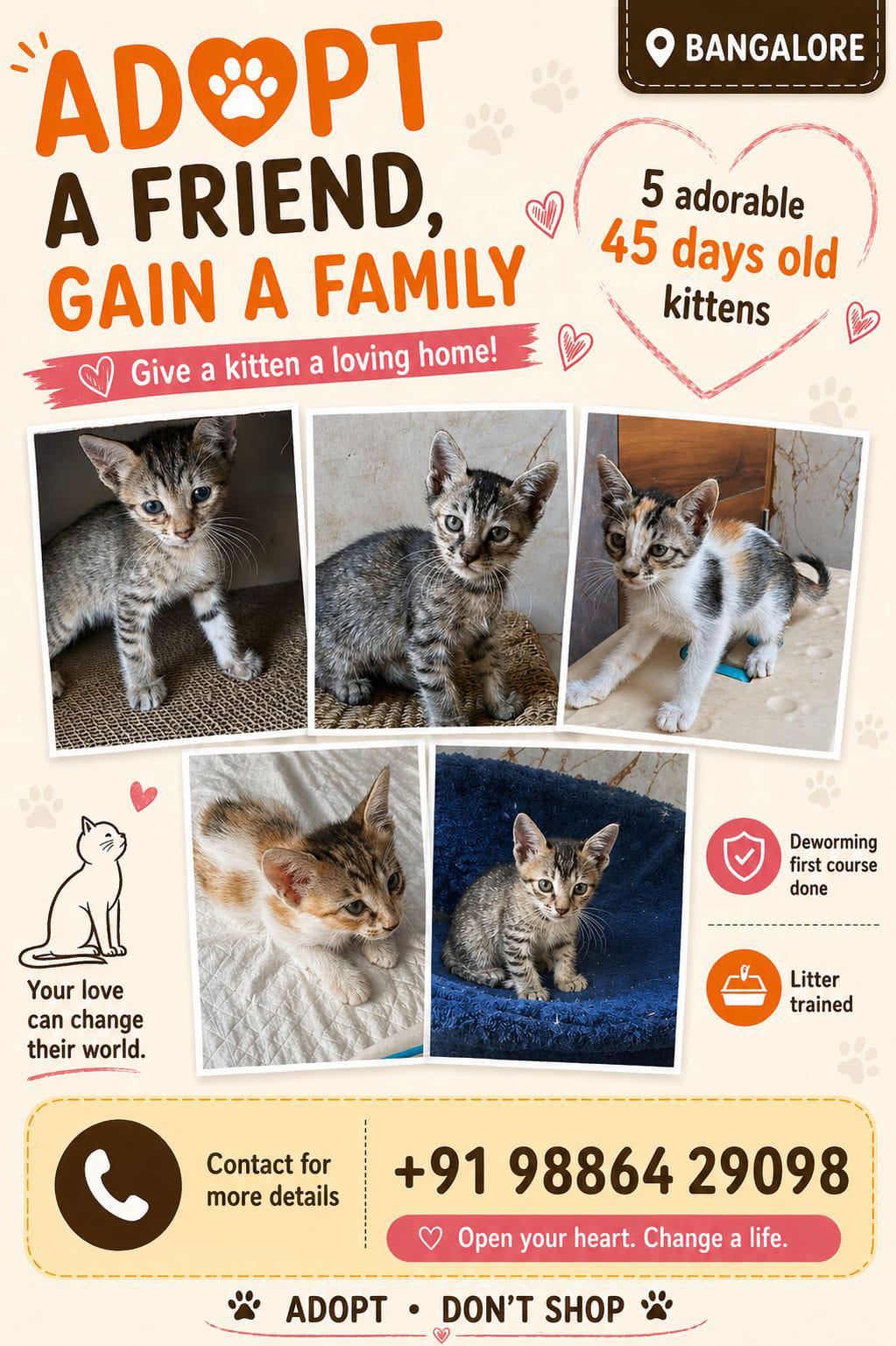 Urgent kitten adoption - Bangalore!