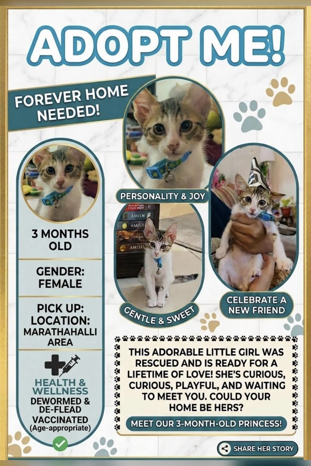 A Rescued 3-Month-Old Female Kitten With Big Soulful Eyes Needs a Home — Bengaluru