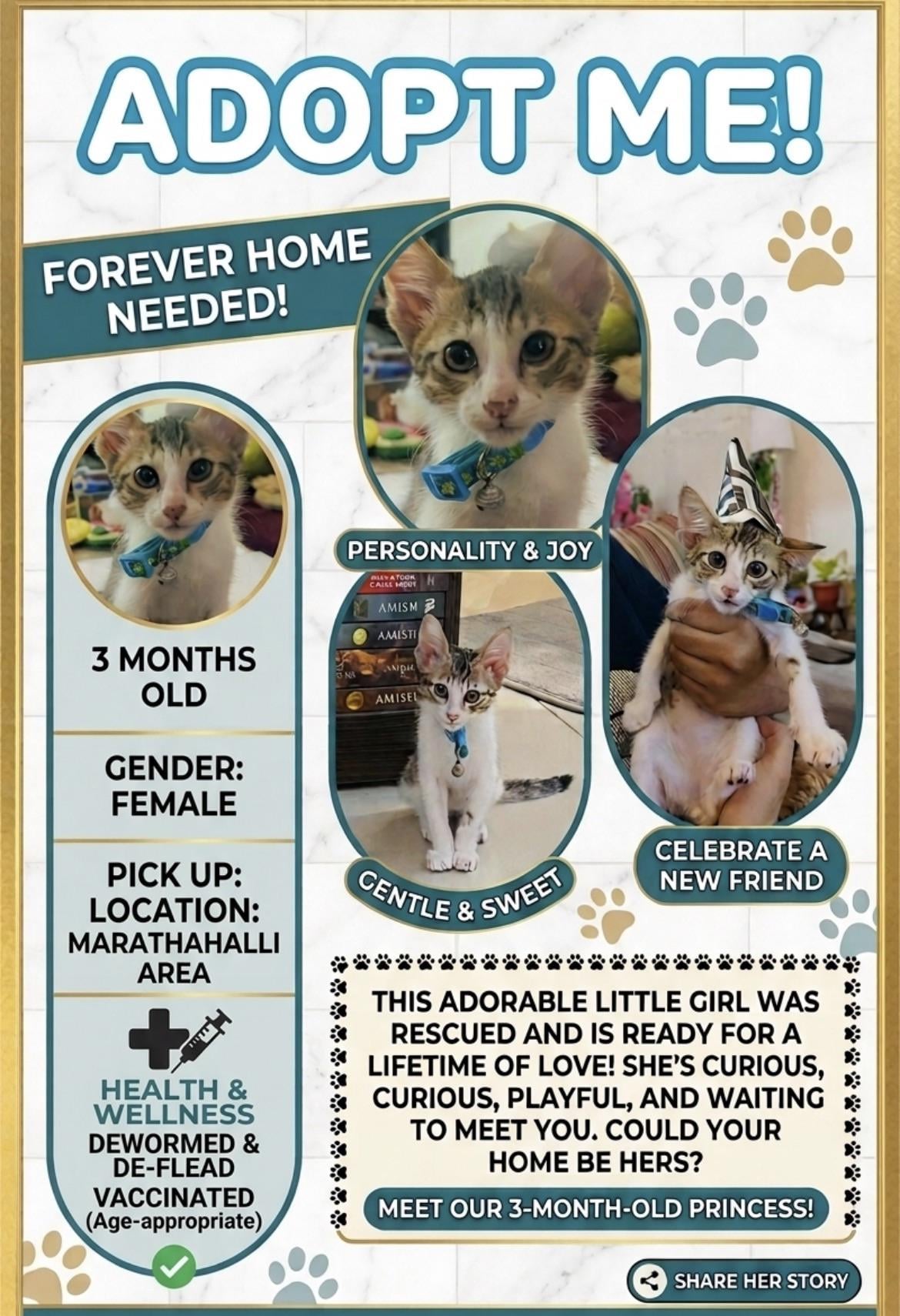 Kitten for adoption!!