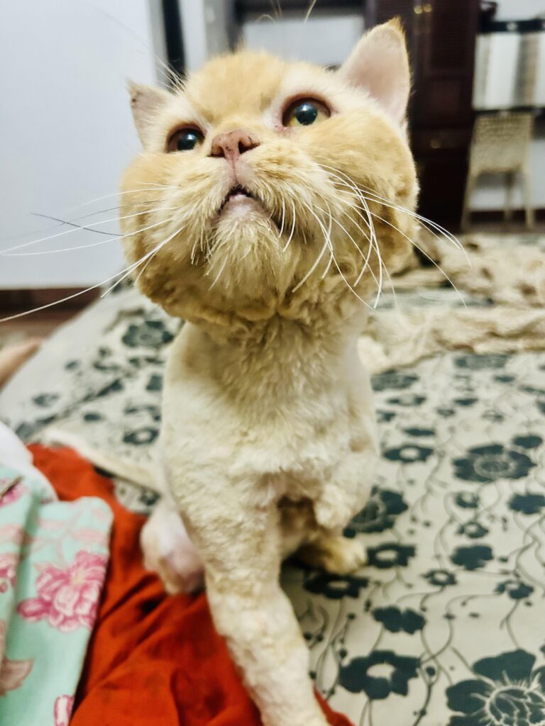 Adoption alert - Kerala