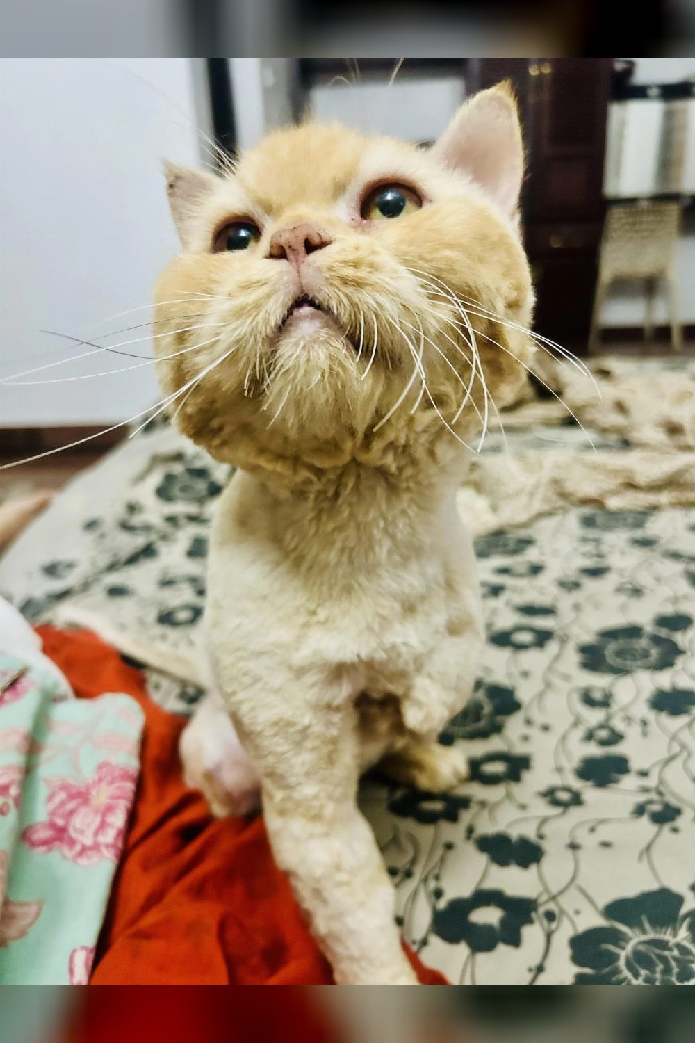 Adoption alert from Kerala — Kochi