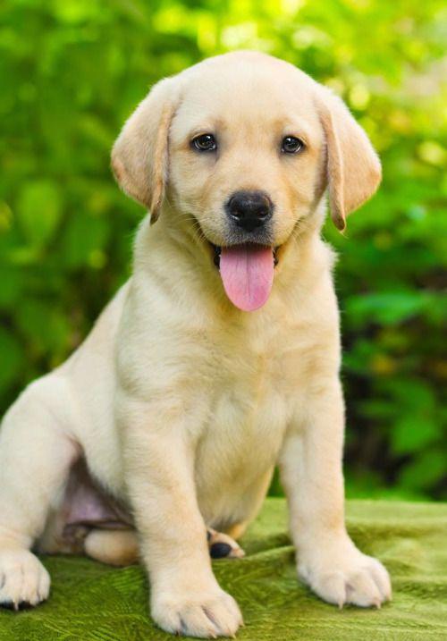 Looking to adopt labrador puppy || Hyderabad