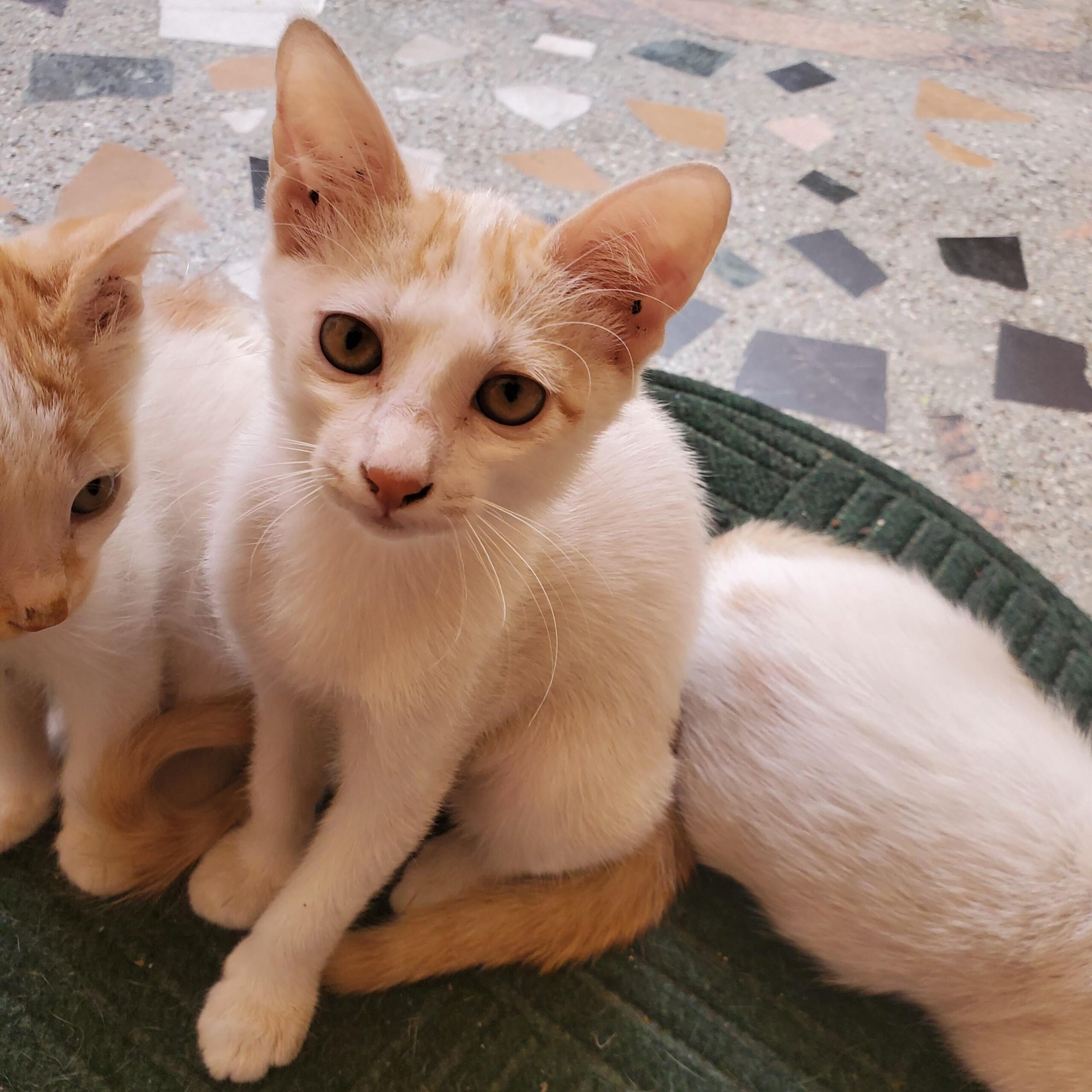 Kitten up for adoption 🥰