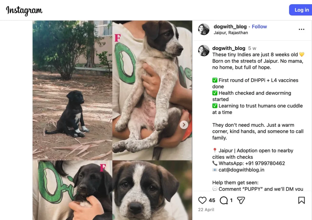 how to adopt a dog in Jaipur | Indie puppies rescued from the streets of Jaipur