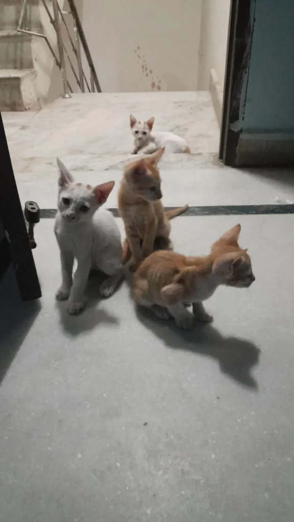 Kittens for adoption-New Delhi
