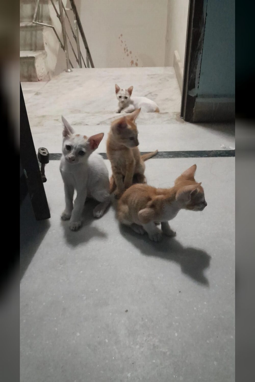 Four 12-week-old kittens for adoption in New Delhi