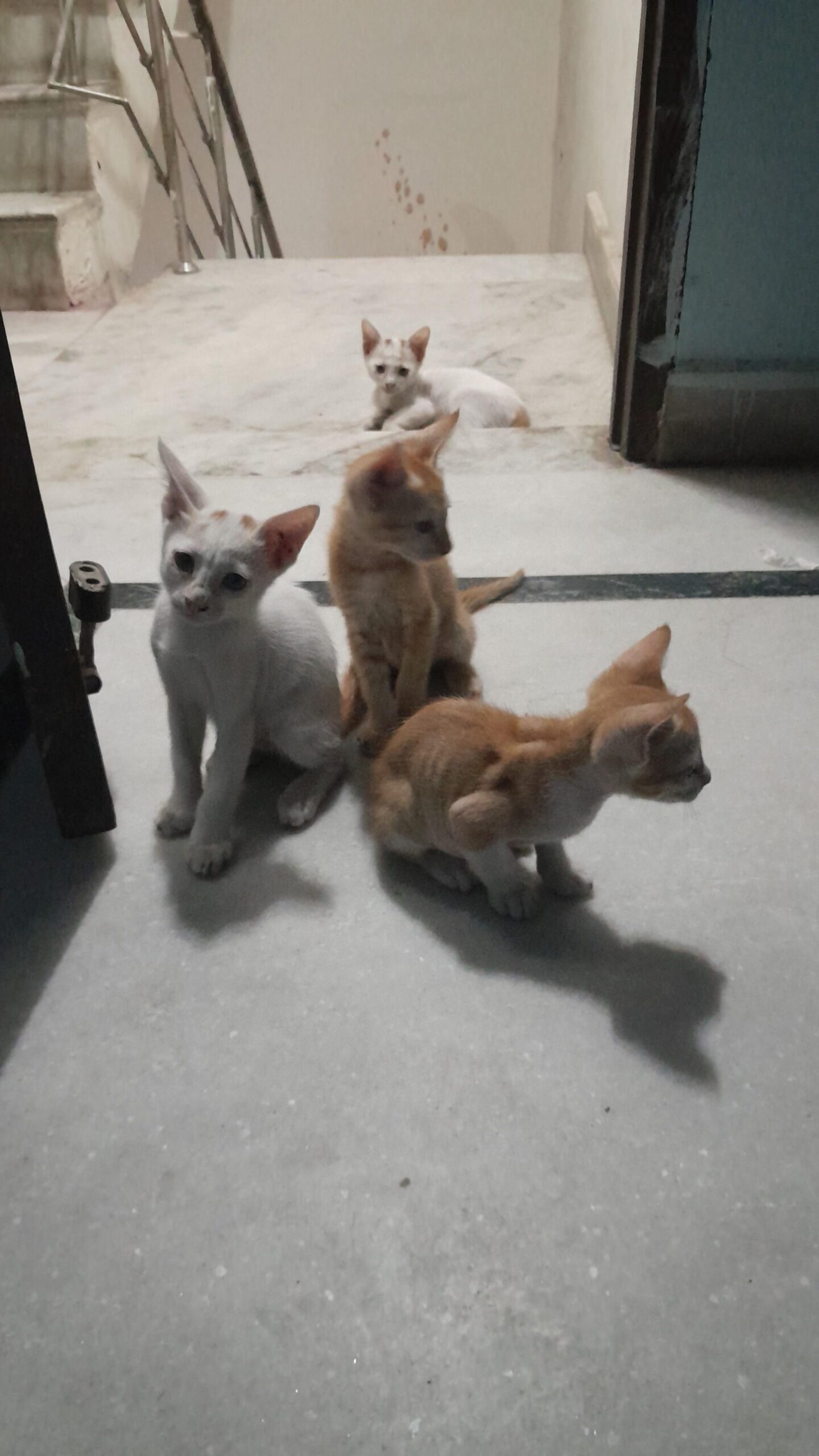 Kittens for adoption-New Delhi