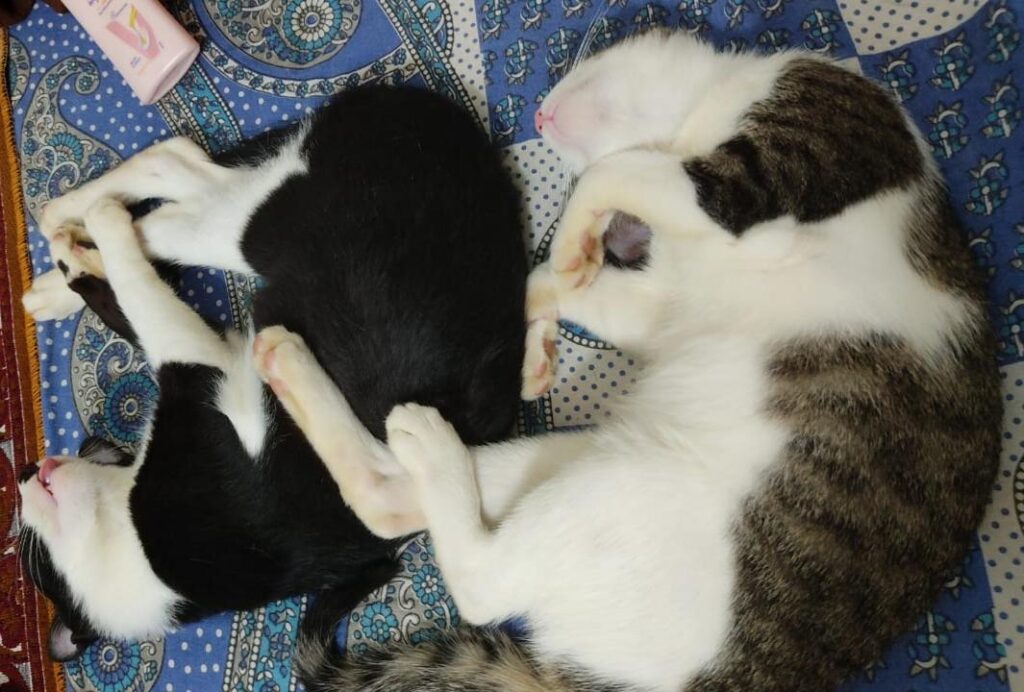 Delhi- 2 cute kittens up for adoption