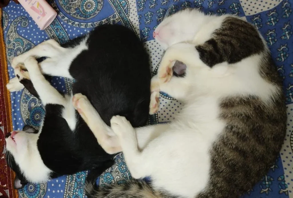 Delhi- 2 cute kittens up for adoption
