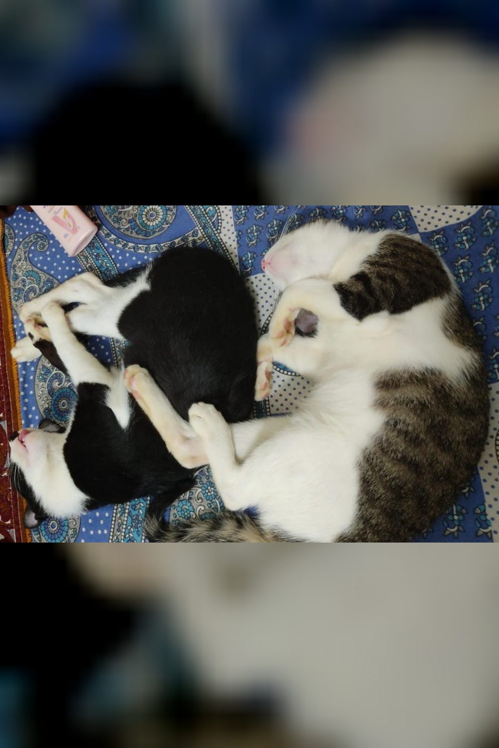 Delhi- 2 cute kittens up for adoption