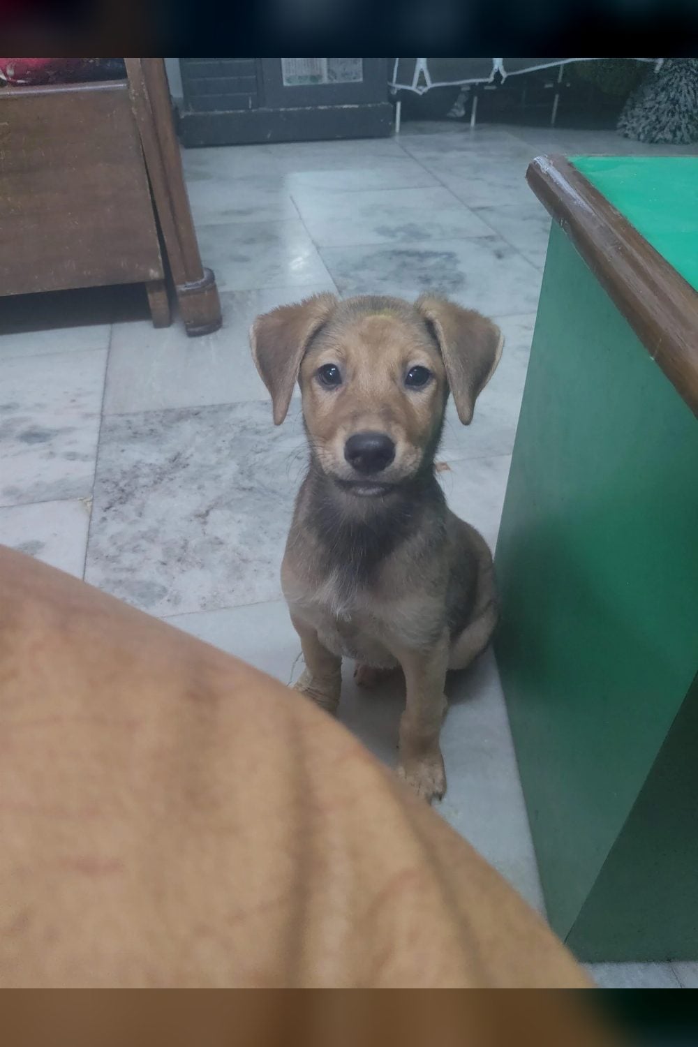 TukTuk, a female indie puppy — Delhi NCR
