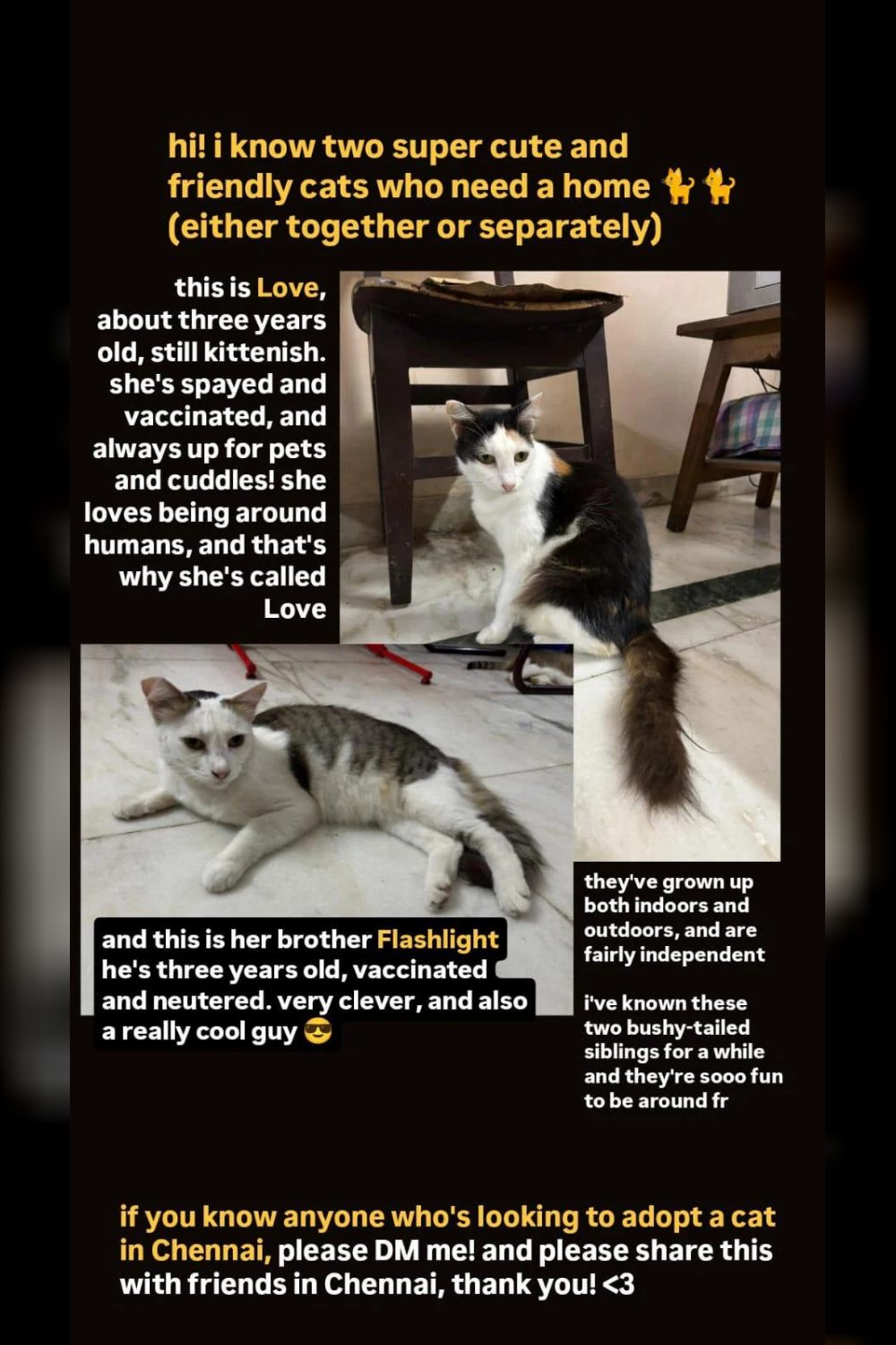 Kots for adoption — Chennai