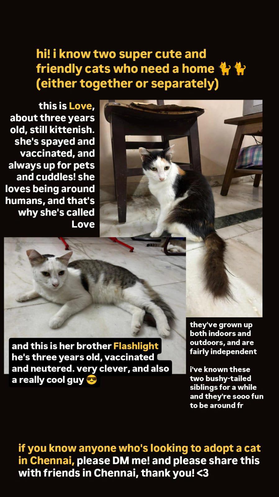 Kots for adoption- Chennai