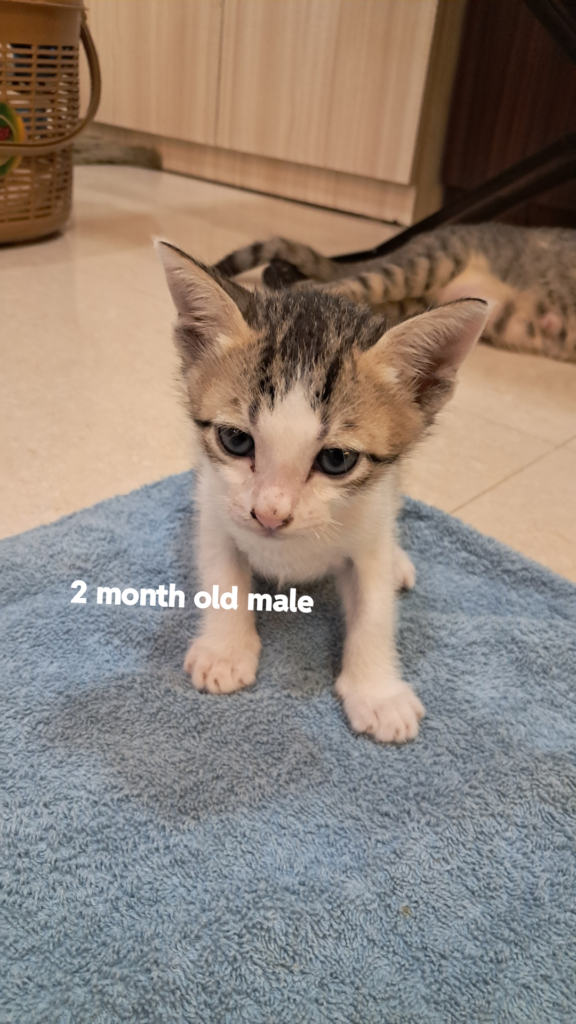 🚨 4 adopted, 2 to go! Only a 2-month-old White & Grey boy and a Calico girl are left to find homes - pet in Thane Mumbai