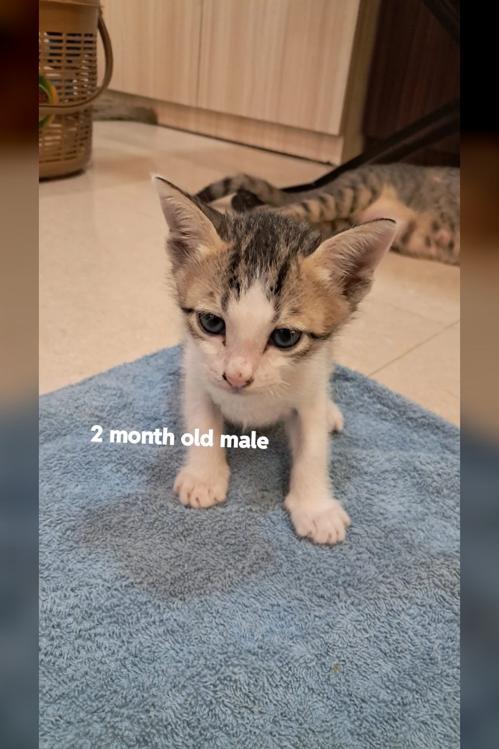 4 adopted, 2 to go: a white and grey boy and a calico girl still need homes β Thane