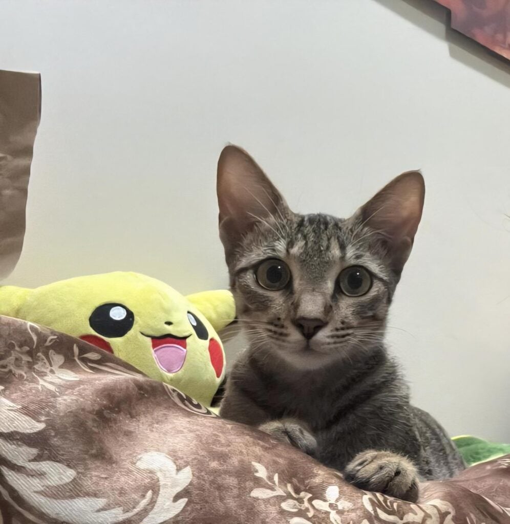 URGENT: Foster / Adoption Needed in Mumbai