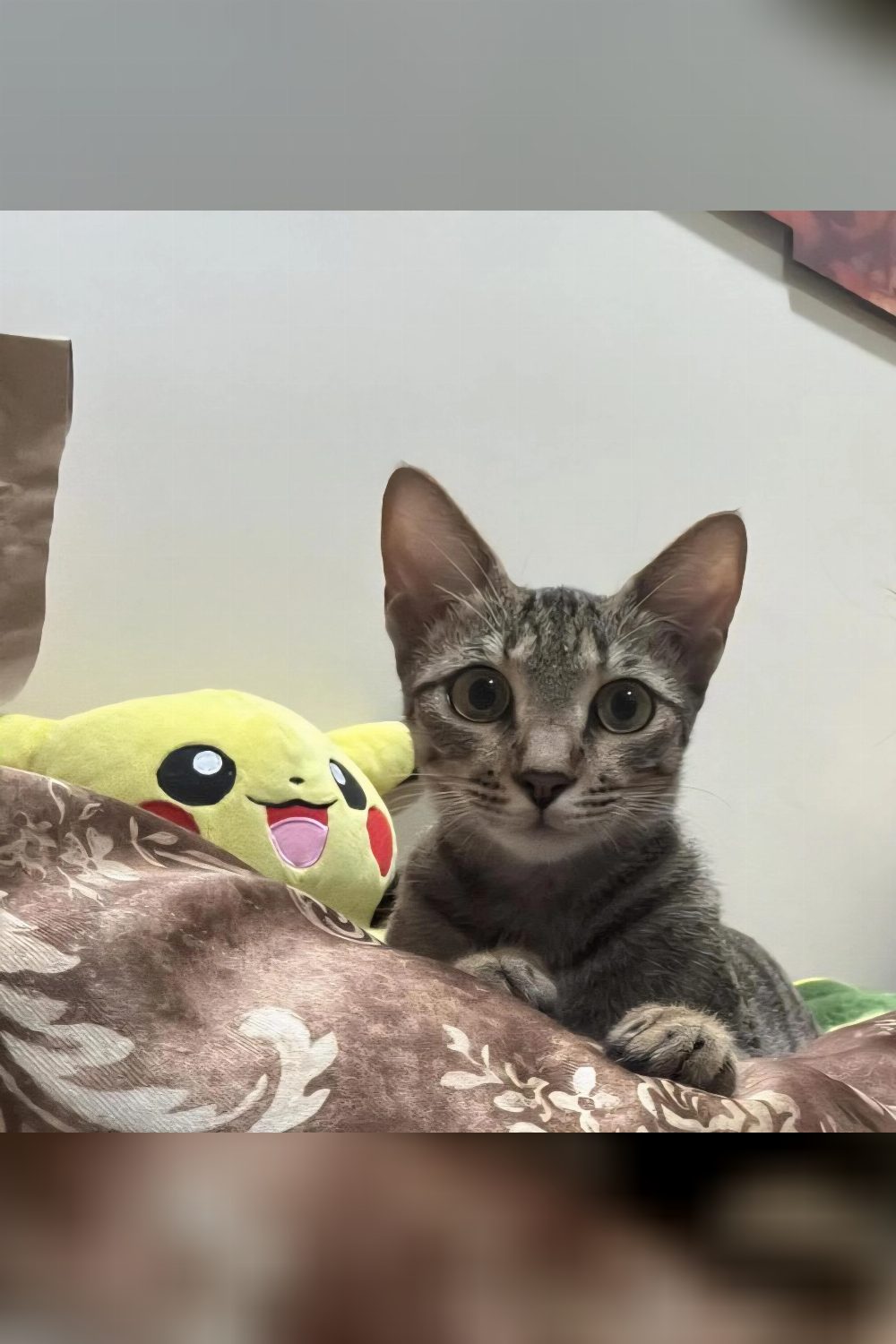 URGENT: Foster / Adoption Needed — Mumbai