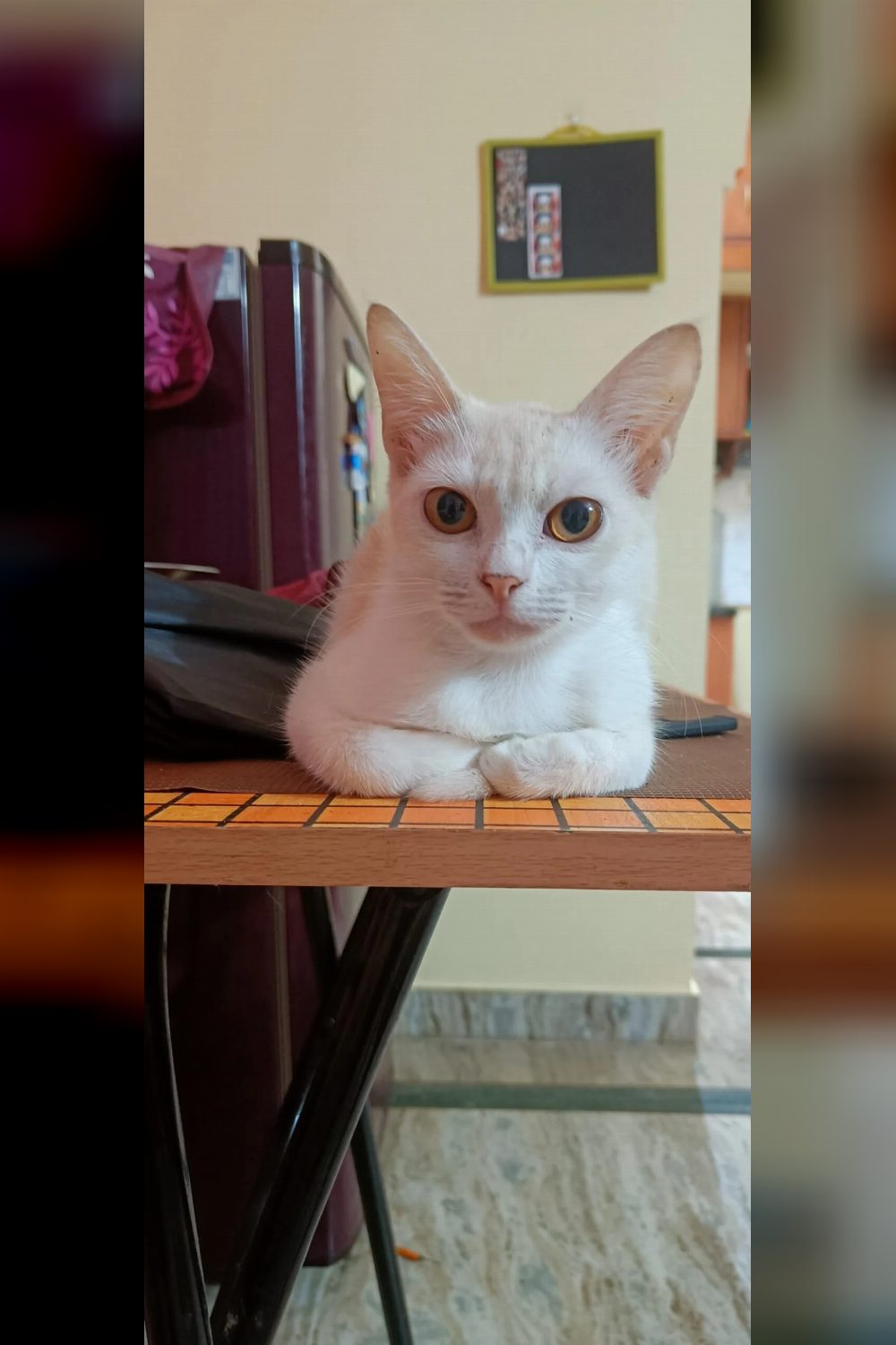 7-month-old cat for adoption — Bengaluru