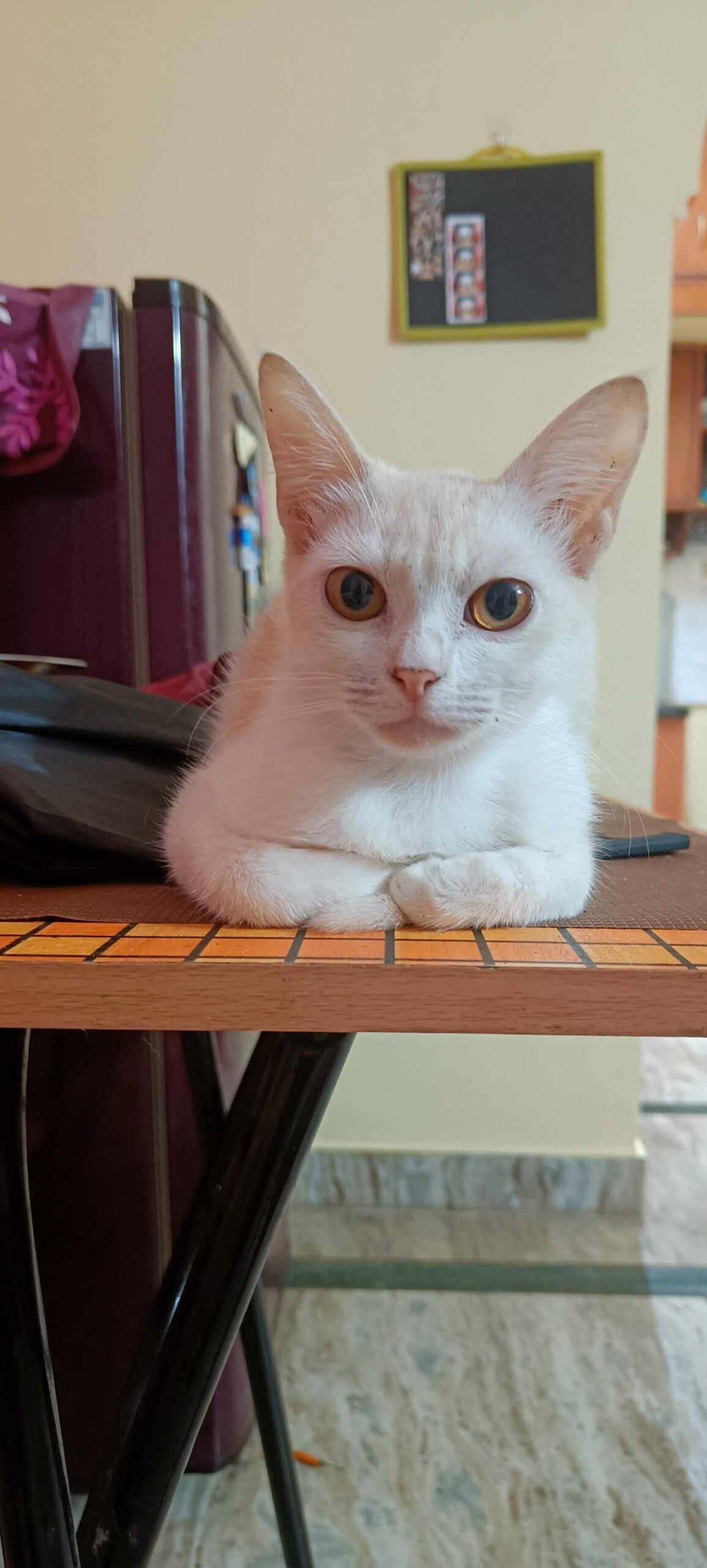 Cat for adoption (bengaluru)