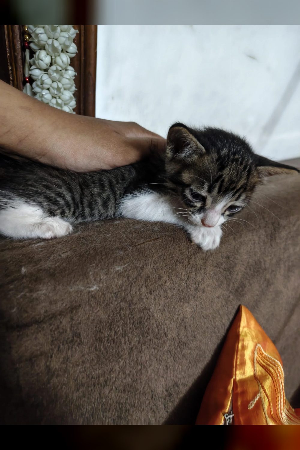 7-week-old male kitten for adoption — Dehradun