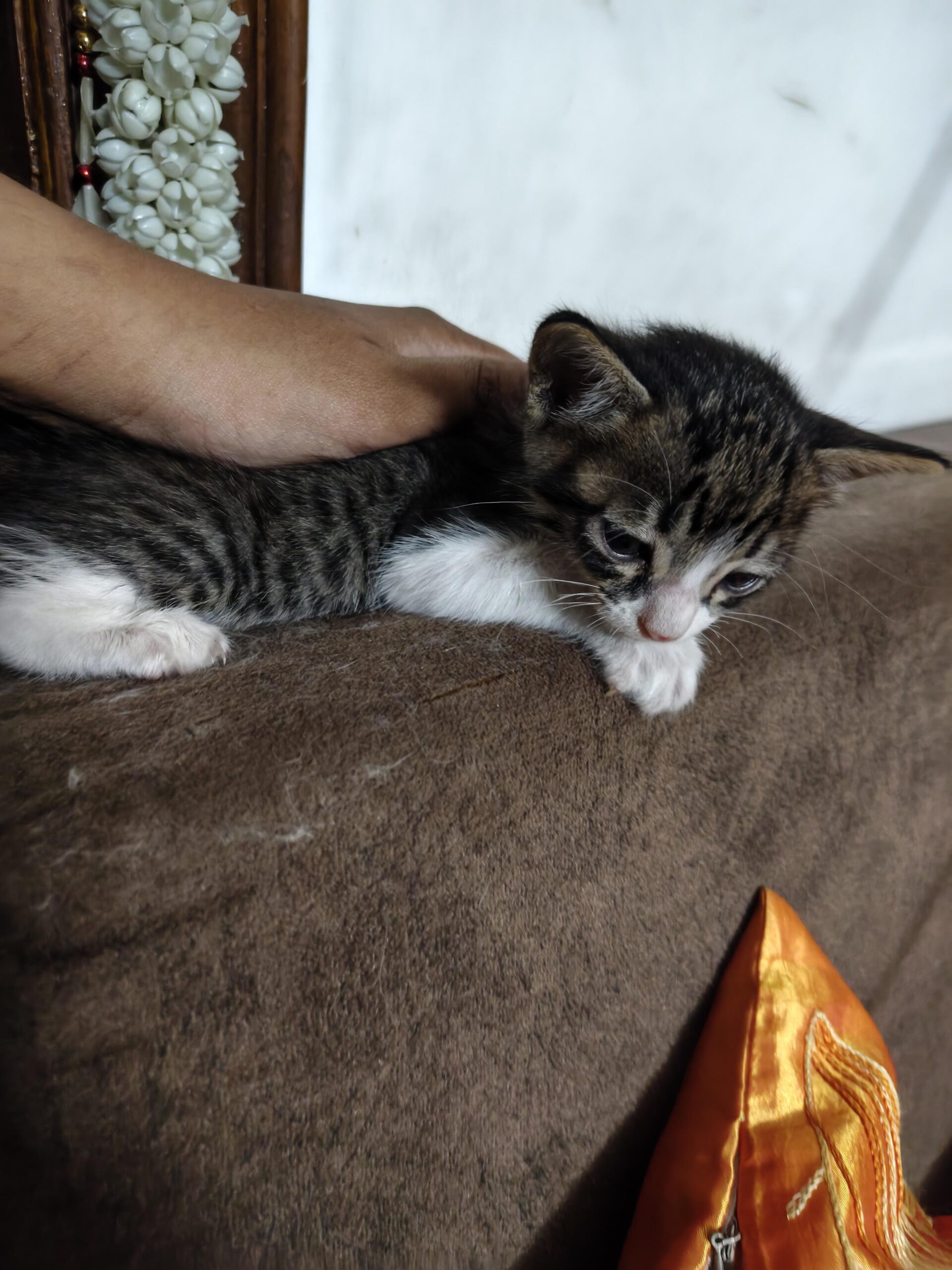 Cat for adoption