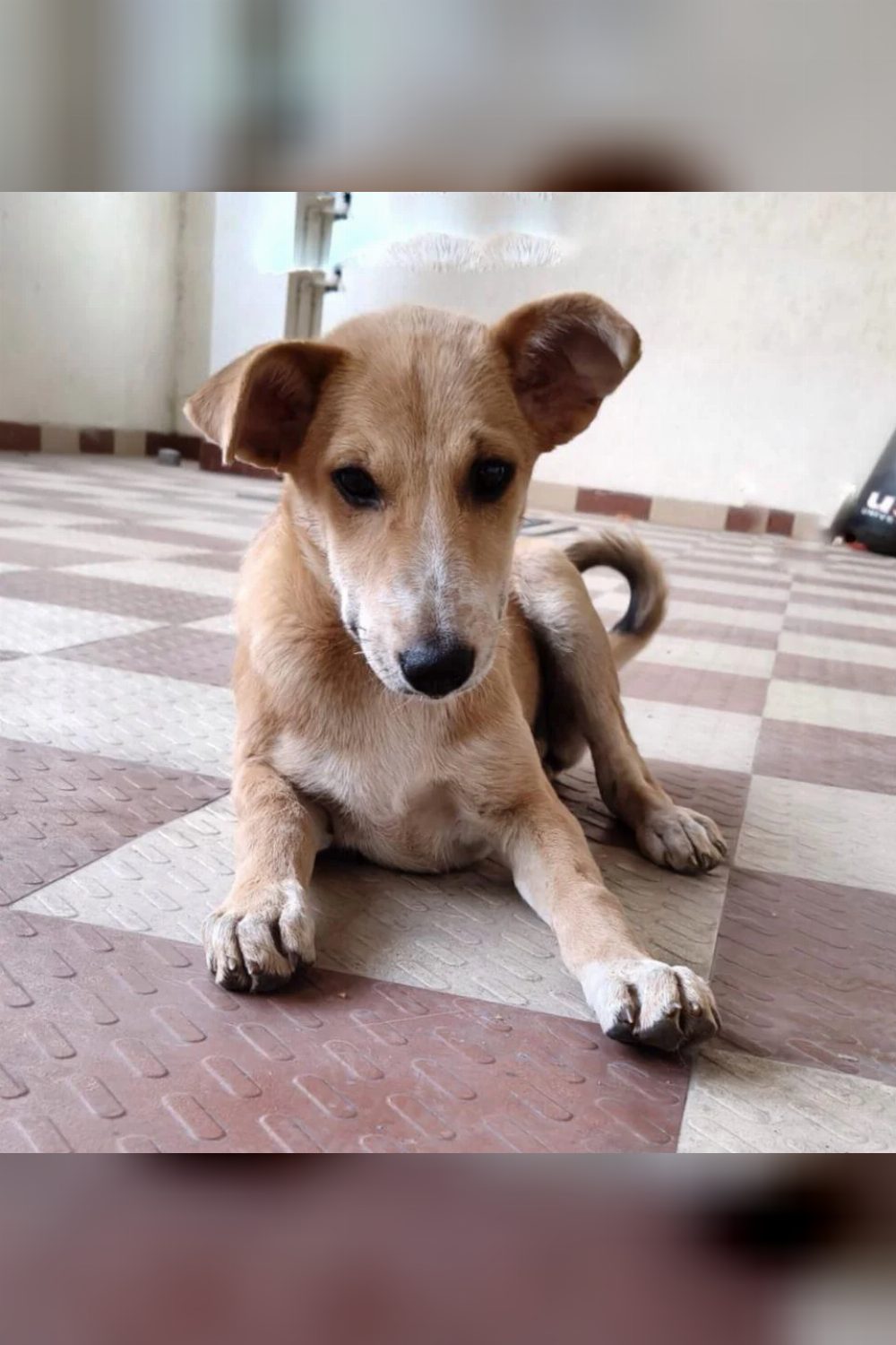 Pup is up for adoption — Bengaluru