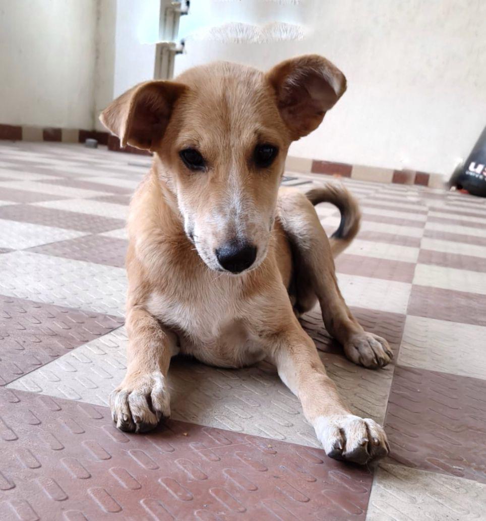 Pup is up for adoption