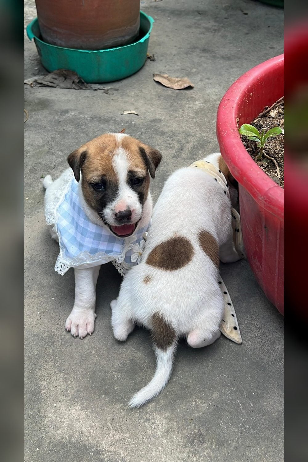 2 Indie Puppies (1M, 1F) looking for homes — Kolkata Breed