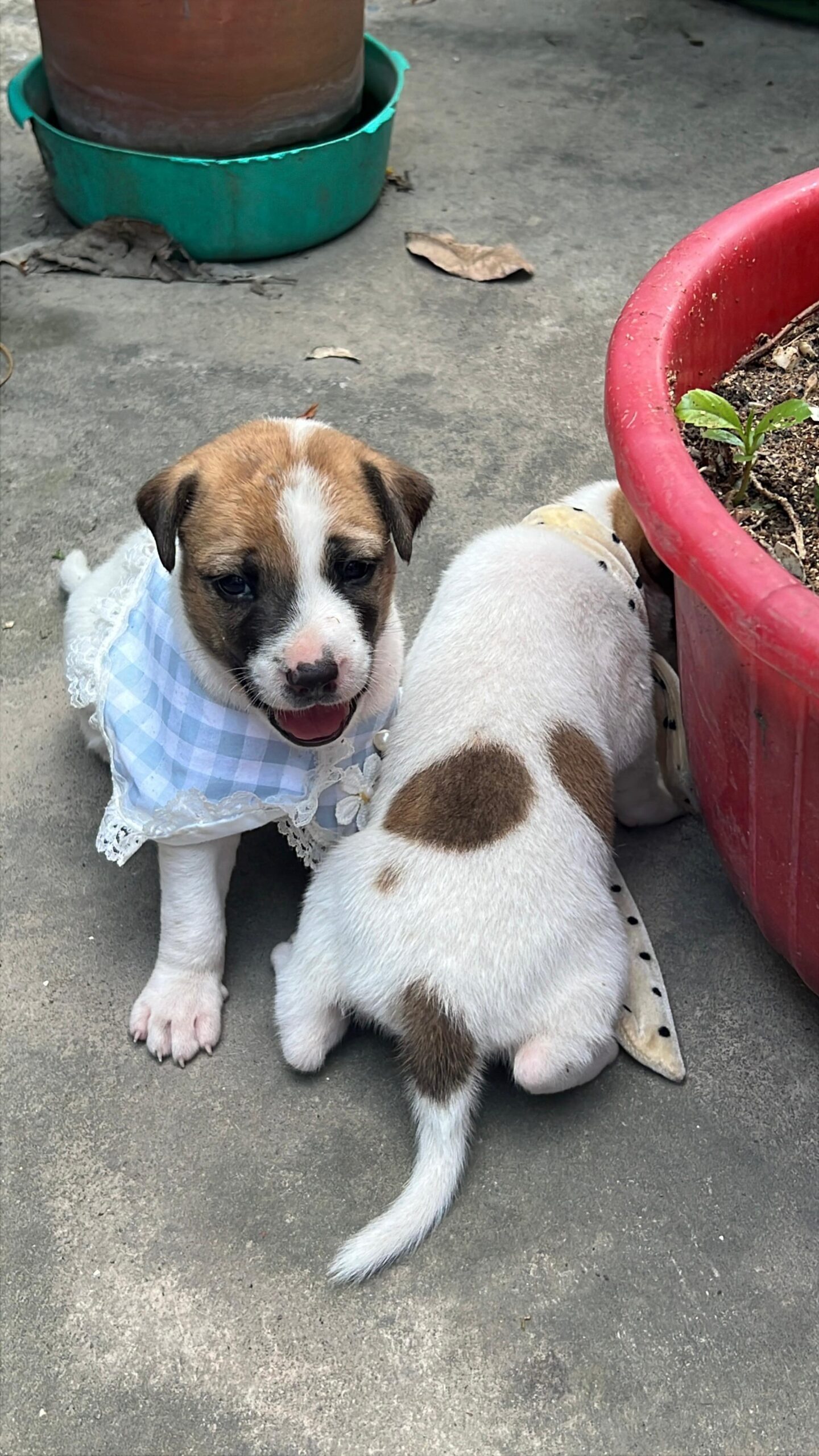 2 Indie Puppies (1M, 1F) looking for homes