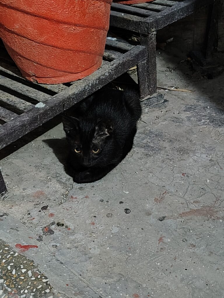 Looking for foster