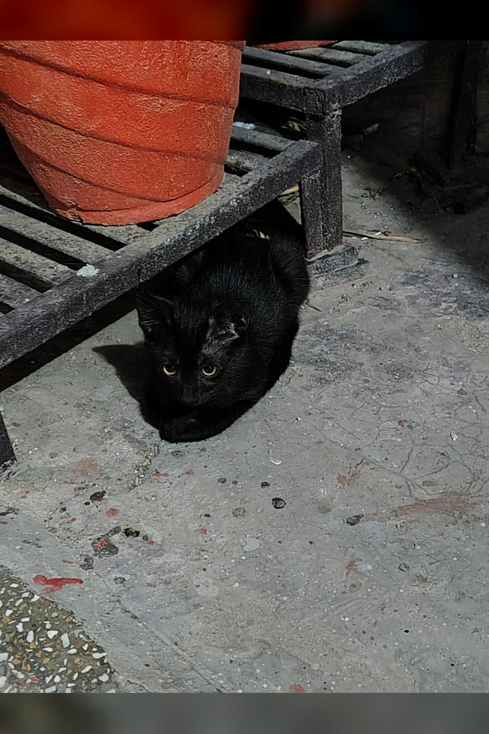 Looking for foster — Delhi NCR
