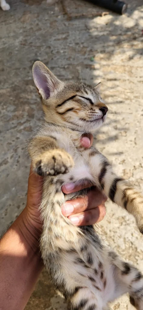 Kittens for adoption in visakapatnam
