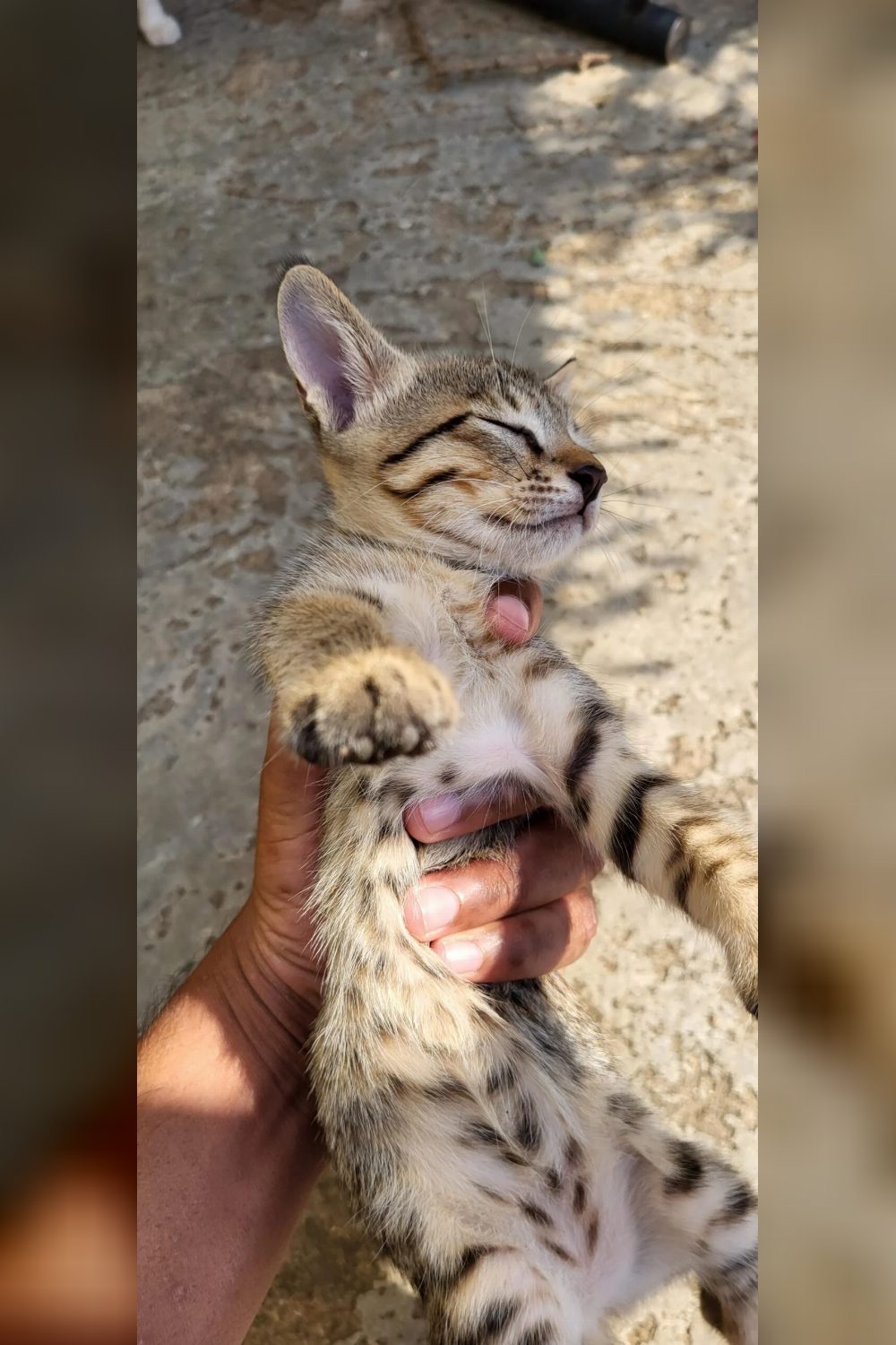 Kittens for adoption in visakapatnam — Visakhapatnam