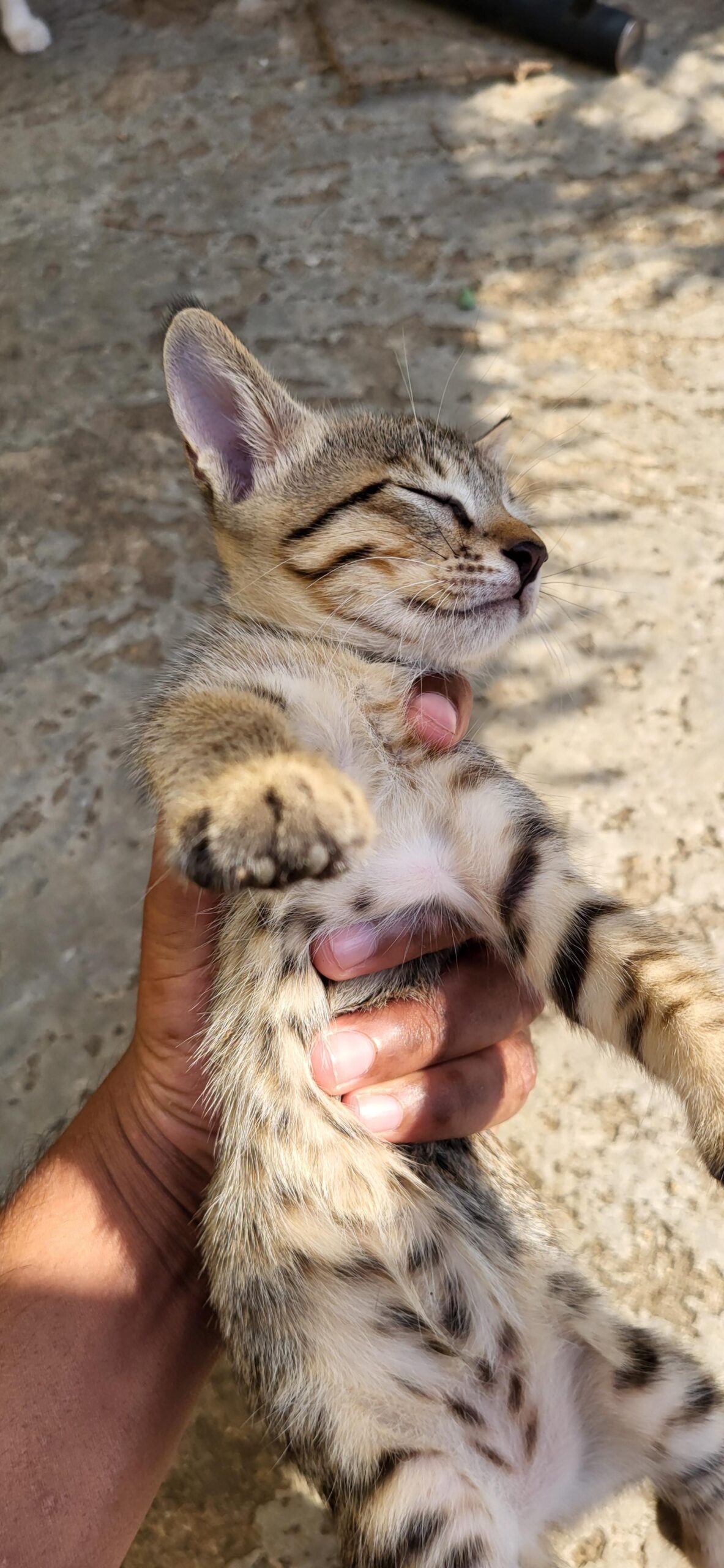 Kittens for adoption in visakapatnam