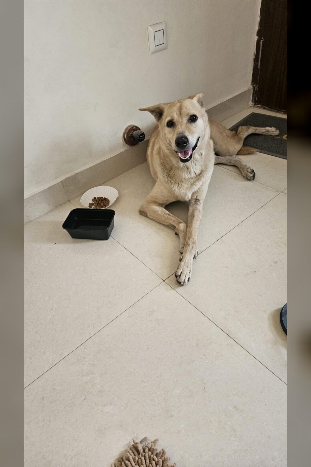 🚨 URGENT FOSTER / ADOPTION NEEDED — Bengaluru 🚨 Reposting