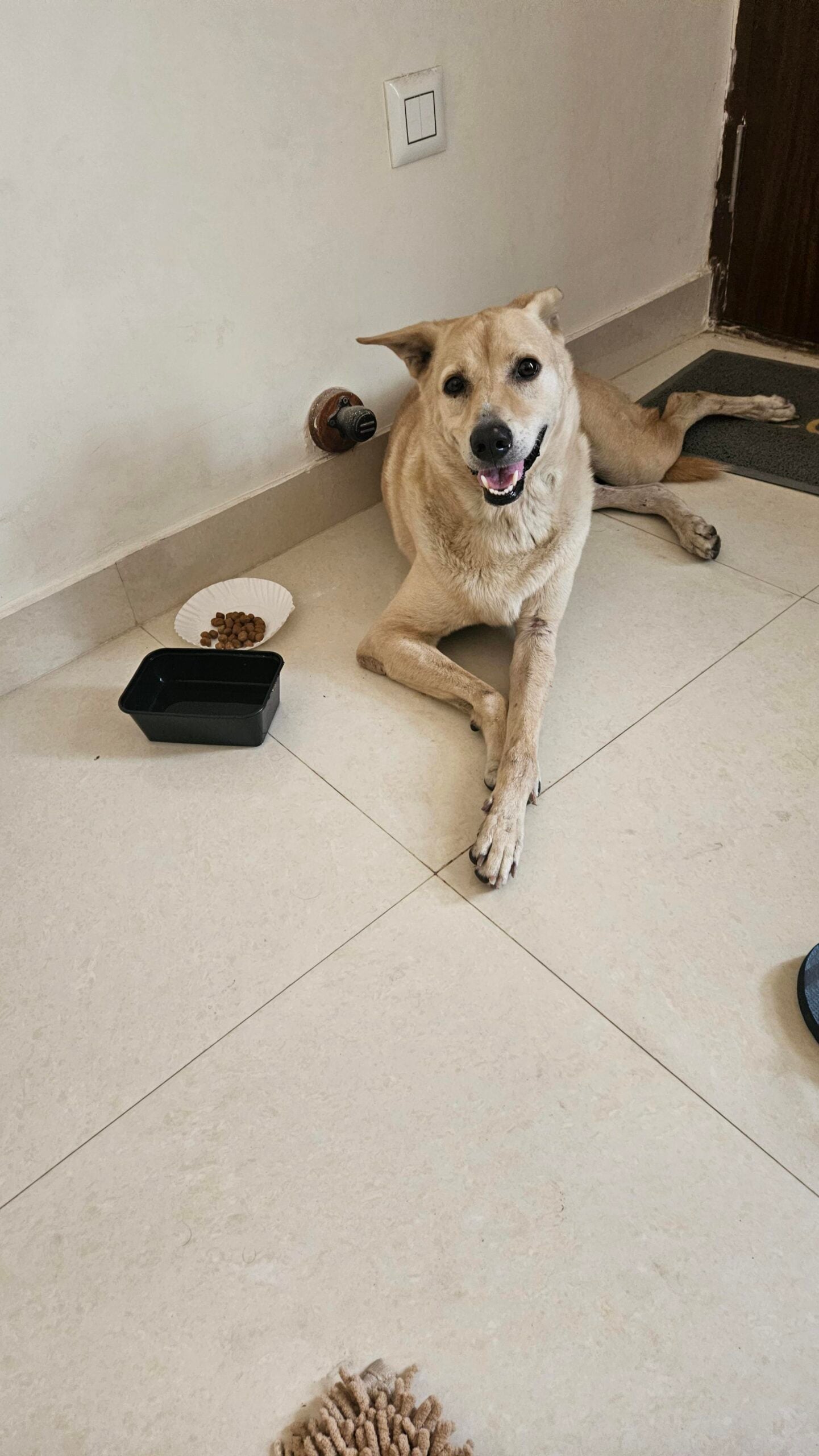 π¨ URGENT FOSTER / ADOPTION NEEDED β BANGALORE π¨ Reposting