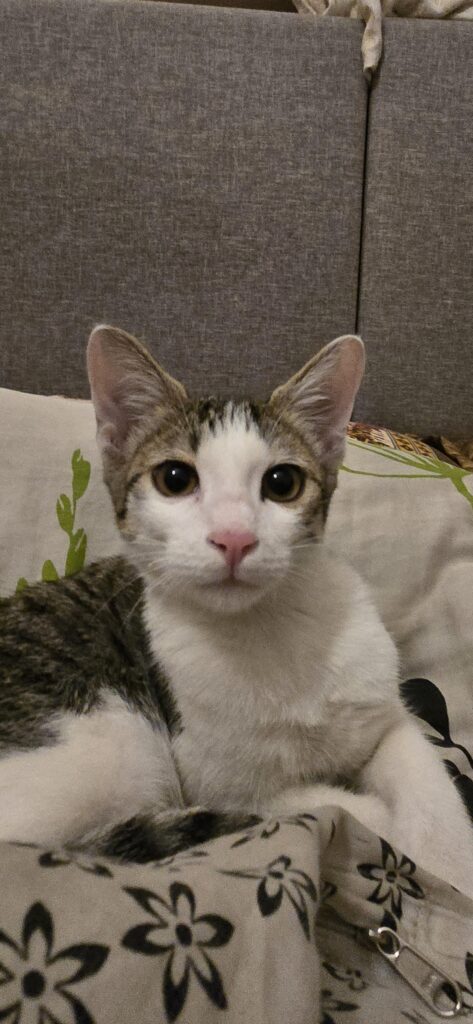 Meet Max aka Maximus: A brave little survivor looking for a new best friend. - cat in Bengaluru