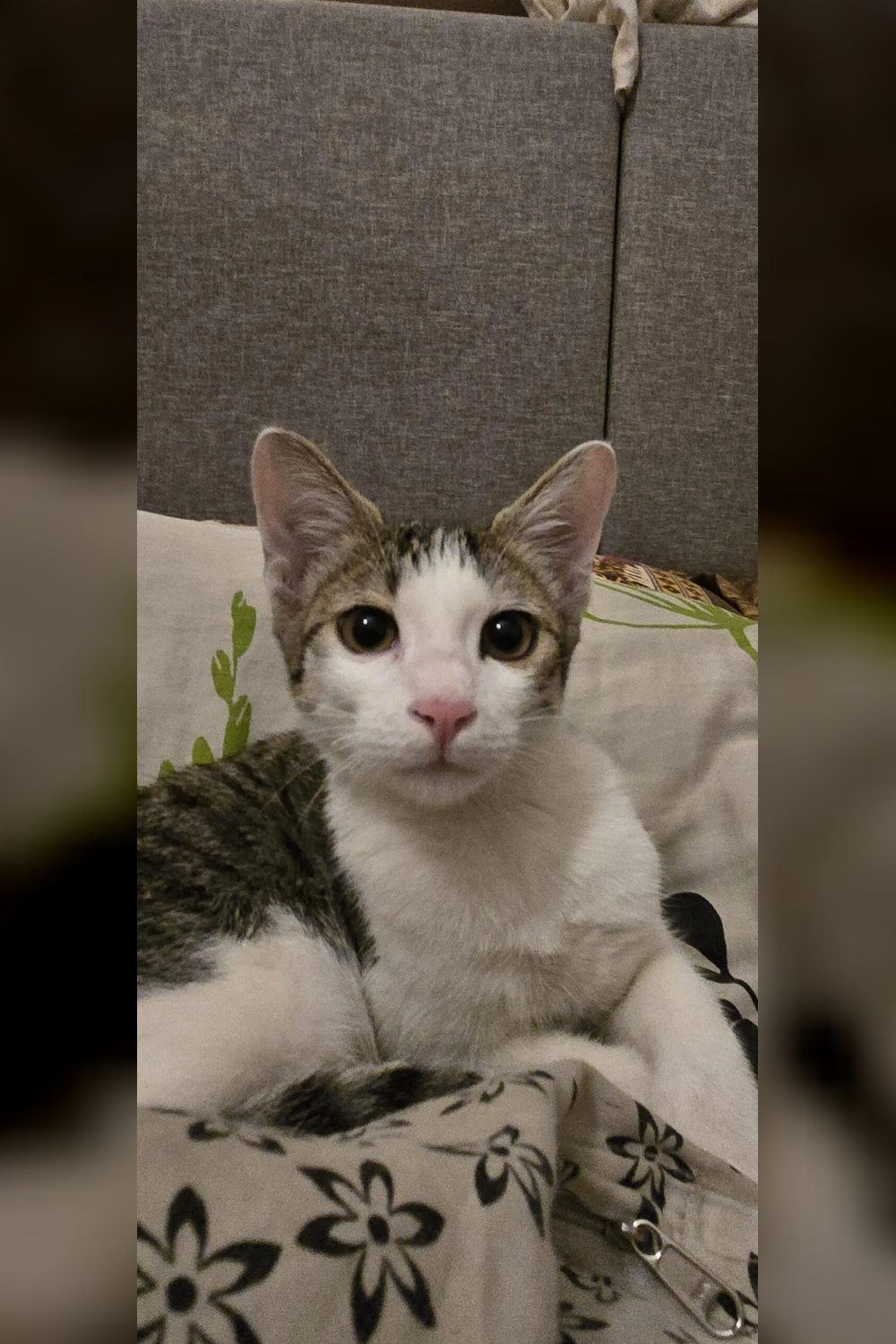 Meet Max aka Maximus: A brave little survivor looking for a new best friend. — Bengaluru