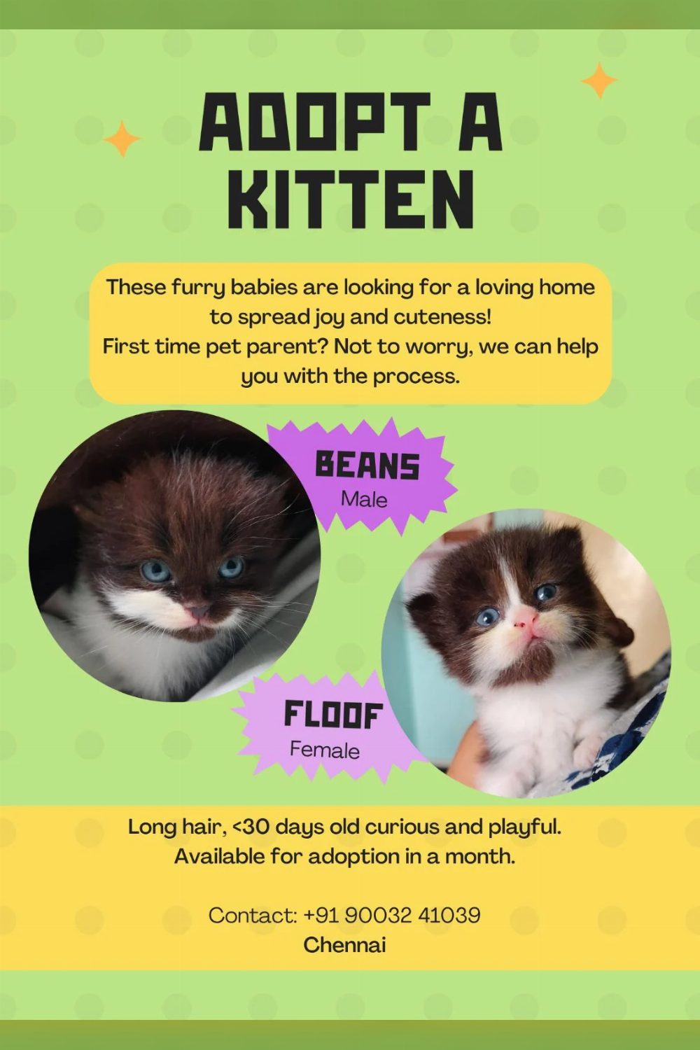 Kitten adoption: In a month — Chennai