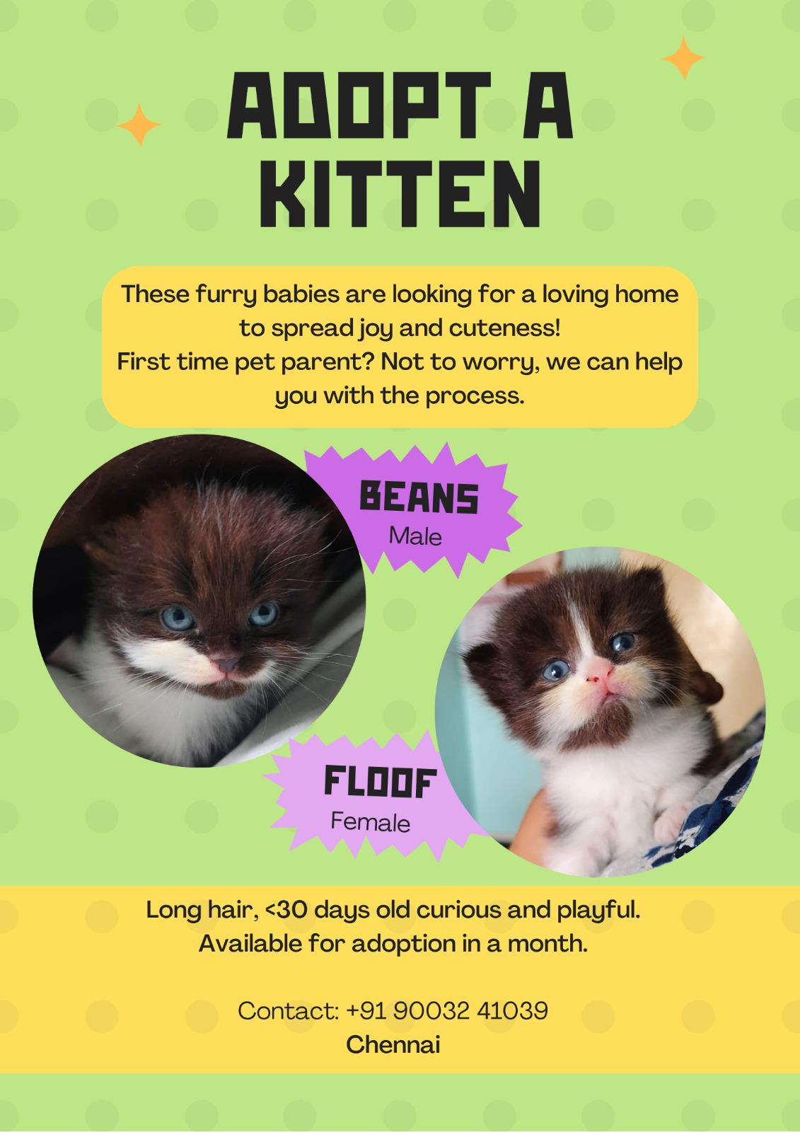 Kitten adoption: In a month