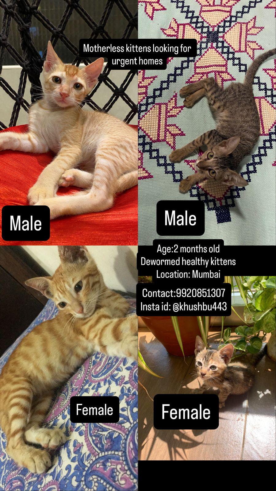 Please adopt these kittens